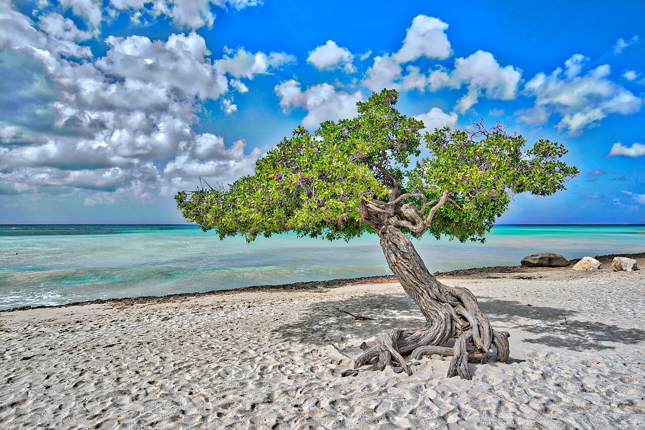 Árbol divi-divi en Eagle Beach, Aruba